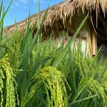 Dsawah Resort