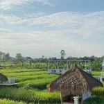 Dsawah Resort