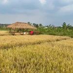 Dsawah Resort